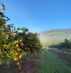 Spring in the Orchard
