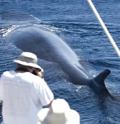 Whales in Paradise