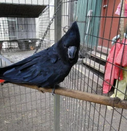 We have both Red and Yellow Tailed Black Cockatoos