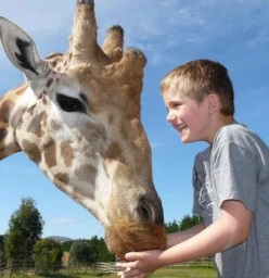 Feed a Giraffe!
