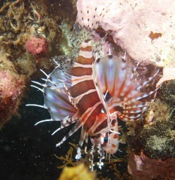 Dive Centre Manly Manly 1