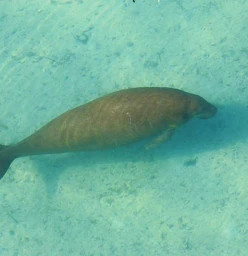 Dugong - Mermaid of the Sea