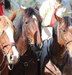 Canberra Riding Club Pony Club Lyneham 1