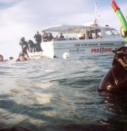 Sealife V