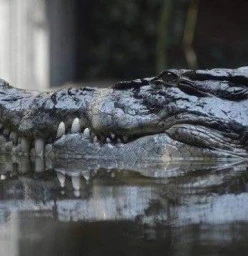 Rex the Saltwater Crocodile