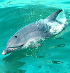 Wild Dolphin Close up