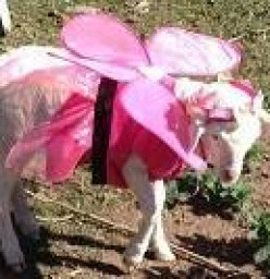 Baby Baas & Tiny Trotters Animal Nursery Launceston 1