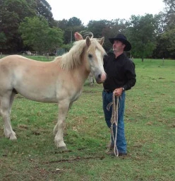 one of 6 top quality Haflingers