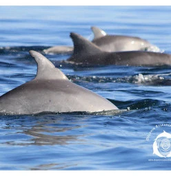 Come & learn about dolphins and their Ocean homes!