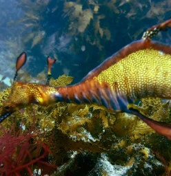 Weedy Seadragon