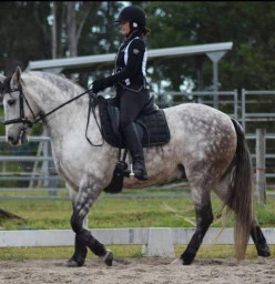 Majestic riding school (Accredited horse riding coach) Collette white Lawrence 1