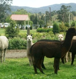 the alpacas