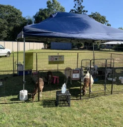 ABC Animal Farm Brisbane 1