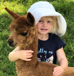 Iris Lodge Alpacas. Jilliby 1