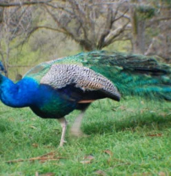 Andrew one of our pet peacocks