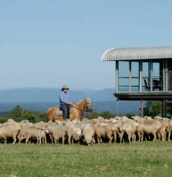 Stockman on horseback