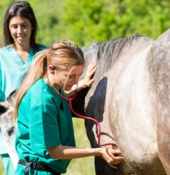 new! Horse vet camp