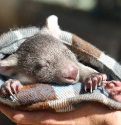 Bonorong Wildlife Sanctuary Brighton 1