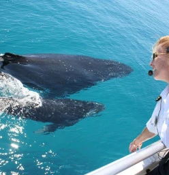 Brisbane Whale Watching Tours Redcliffe 1