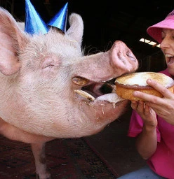Edgar's Mission Farm Sanctuary Lancefield 1
