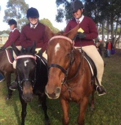 blacktown Pony club