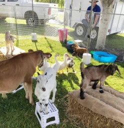 My Little Farm Friends Logan 1
