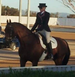 20 years professional experience in riding & training horses