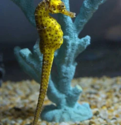Seahorse World Beauty Point 1