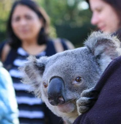 Koala Experience