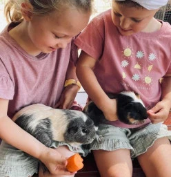 Guinea Pig cuddles