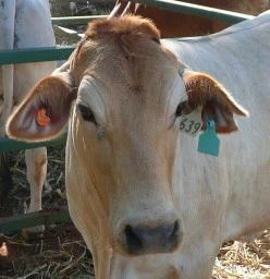 Moo!