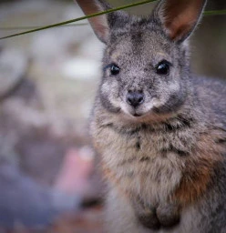Australia Walkabout Wildlife Park Calga 1
