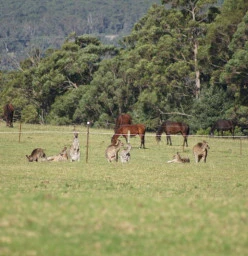 The Man From Kangaroo Valley Trail Ride Kangaroo Valley 1