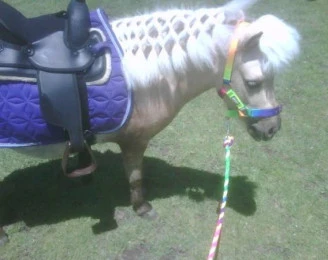 Premiere Pony Parties