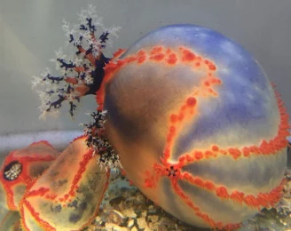 Ocean Life Education