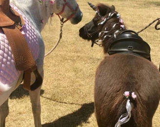 Hop-Upon-A-Pony