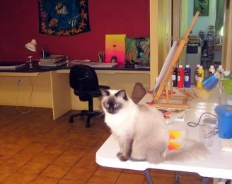 Engaged in Art Classes