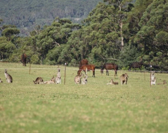 The Man From Kangaroo Valley Trail Ride