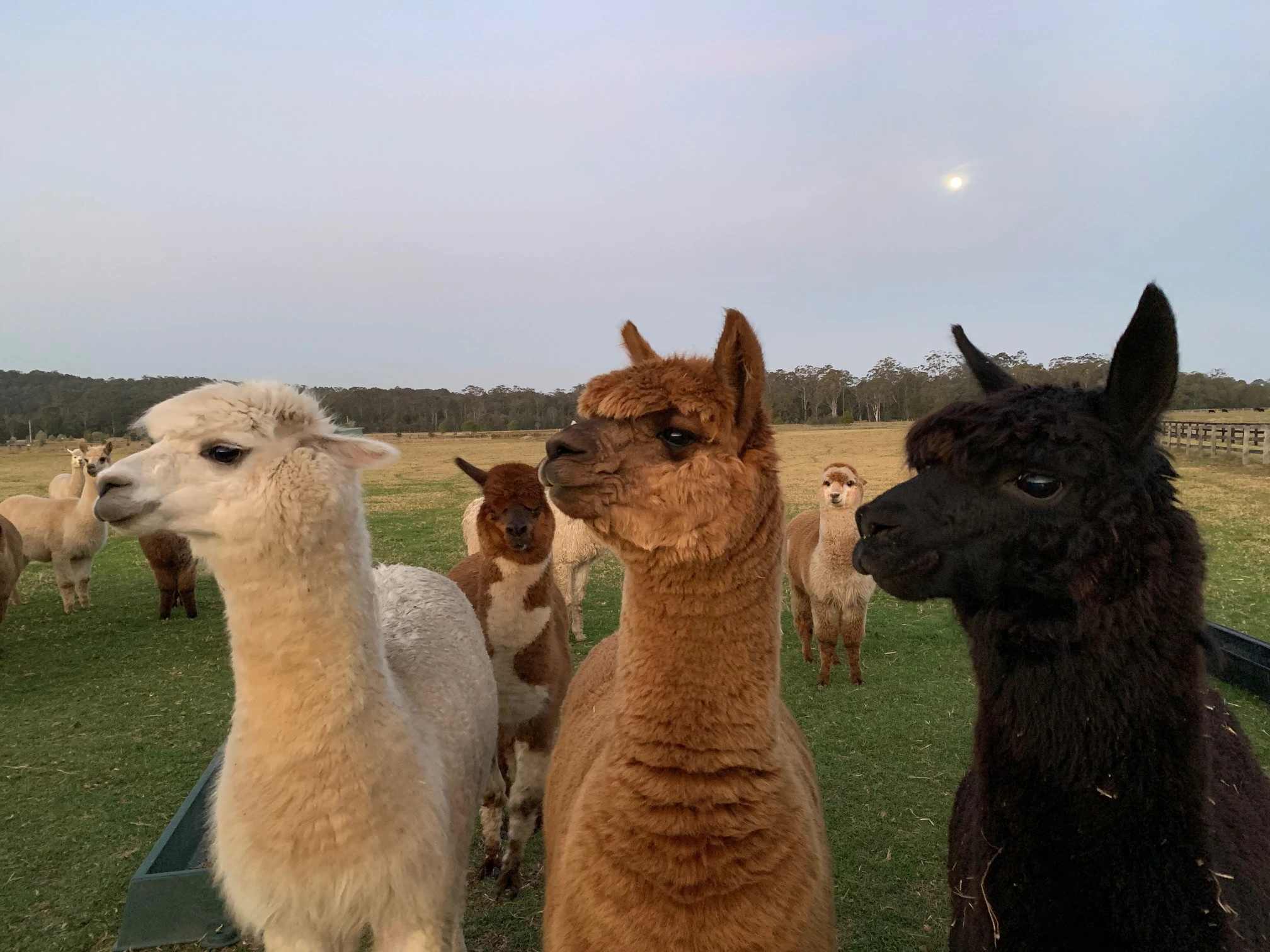 Iris Lodge Alpacas.