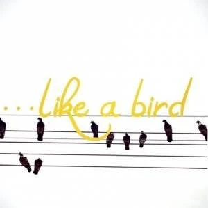 Like a Bird - Vocal Tuition